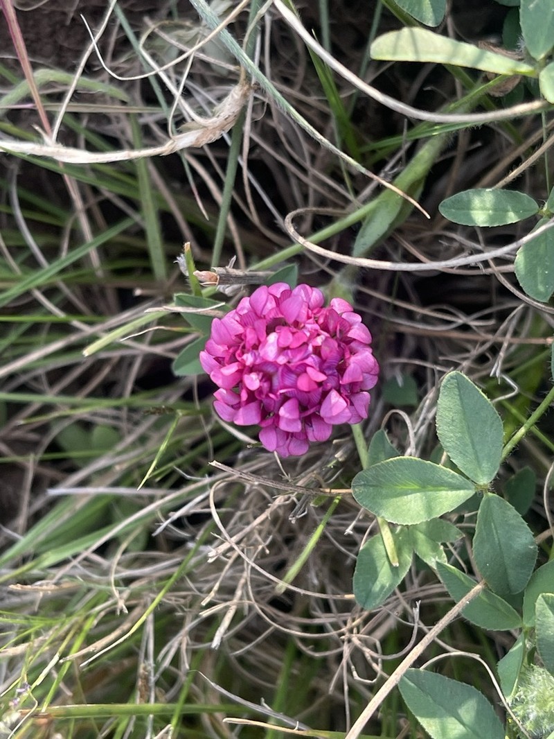 African Clover photo 4
