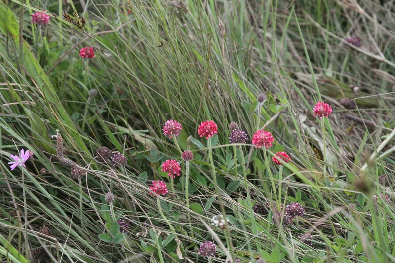 African Clover photo 5