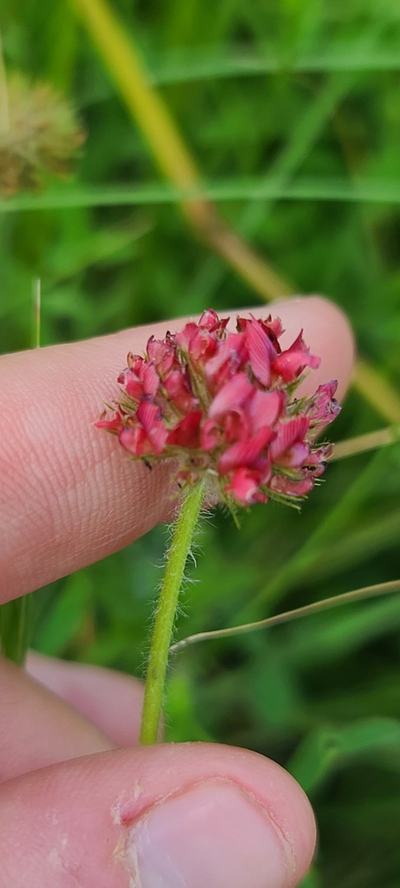 African Clover photo 6