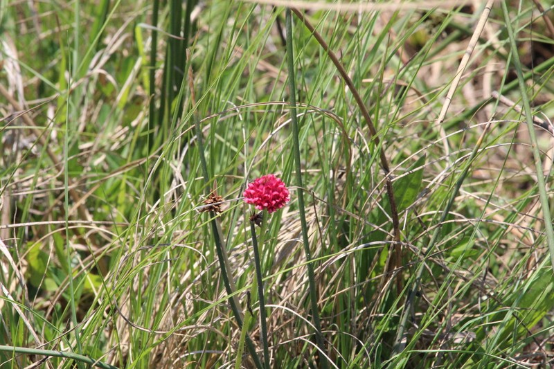 African Clover photo 7