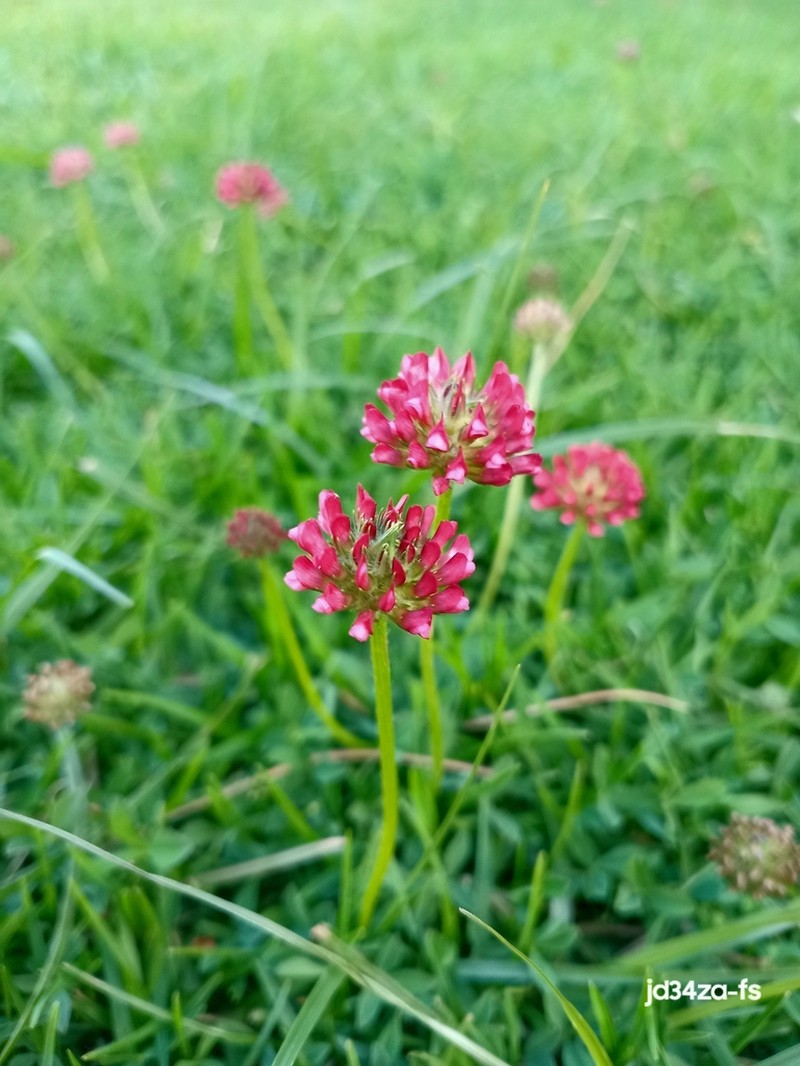 African Clover photo 8