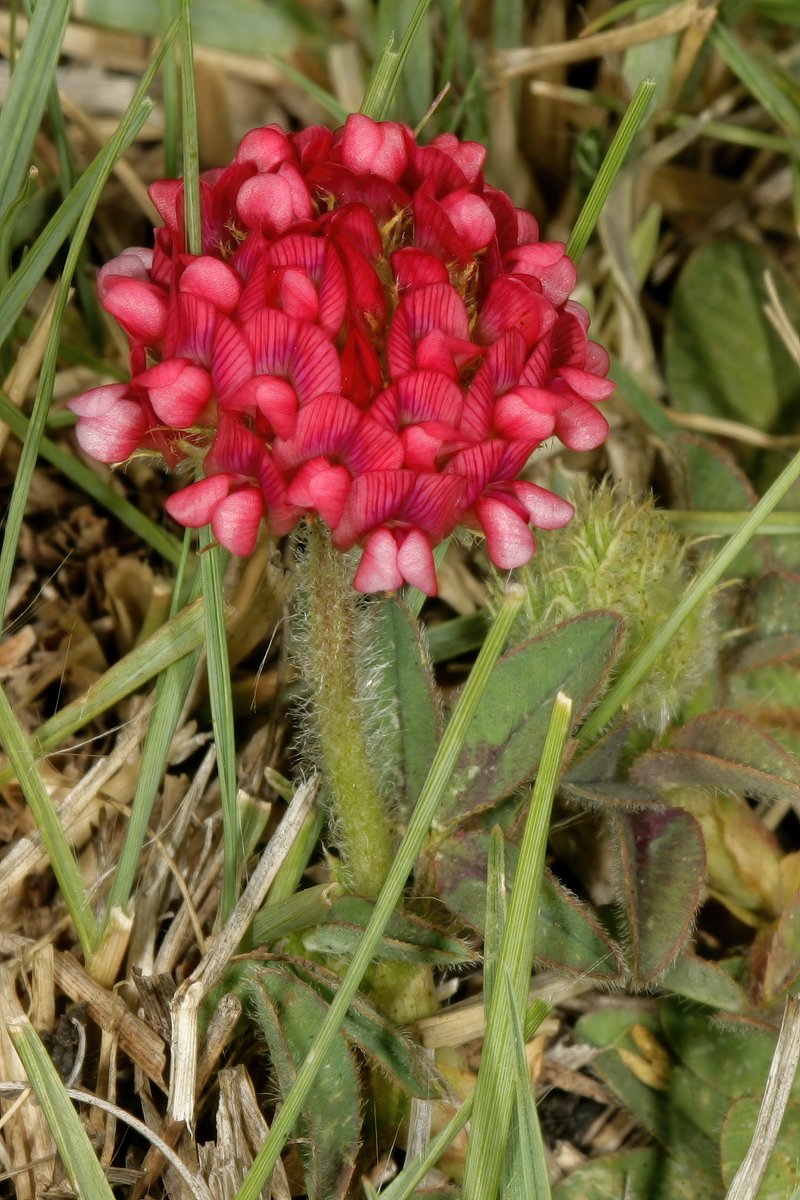African Clover