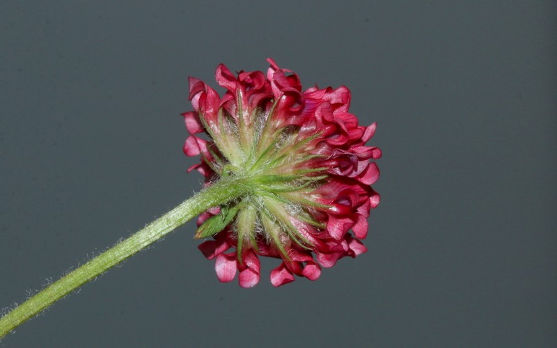 Trifolium africanum var. africanum