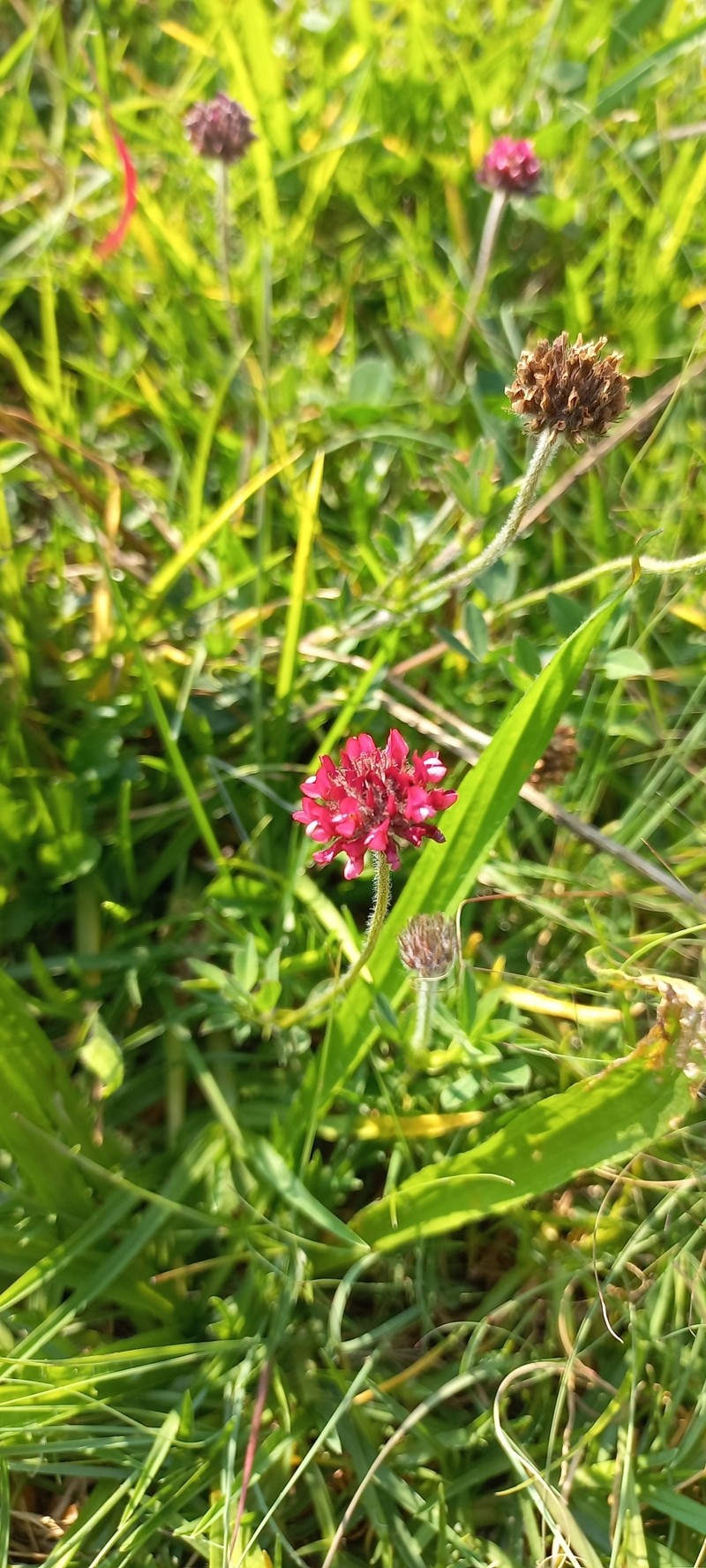 Trifolium africanum var. africanum photo 2