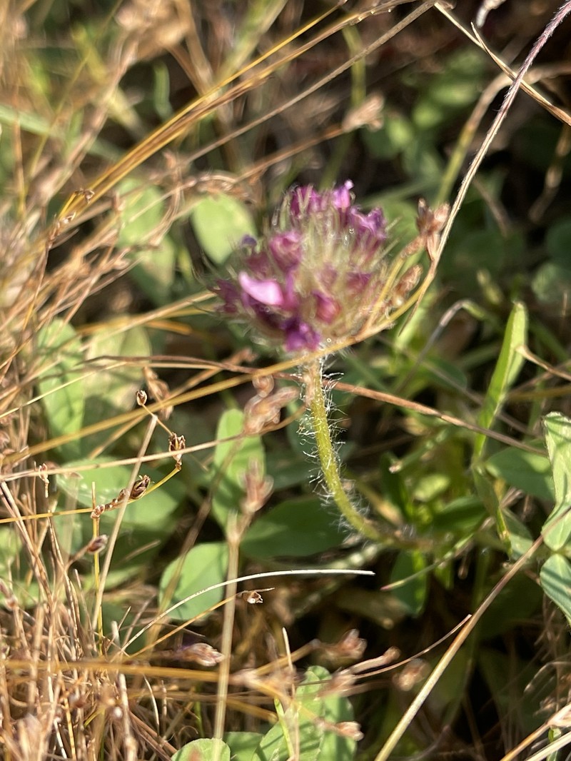 Trifolium africanum var. africanum photo 3