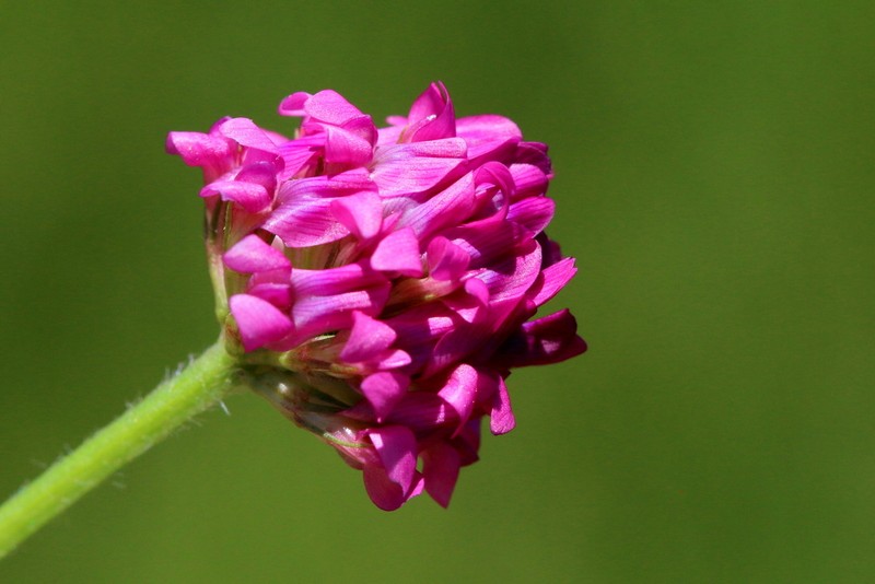 Trifolium africanum var. lydenburgense