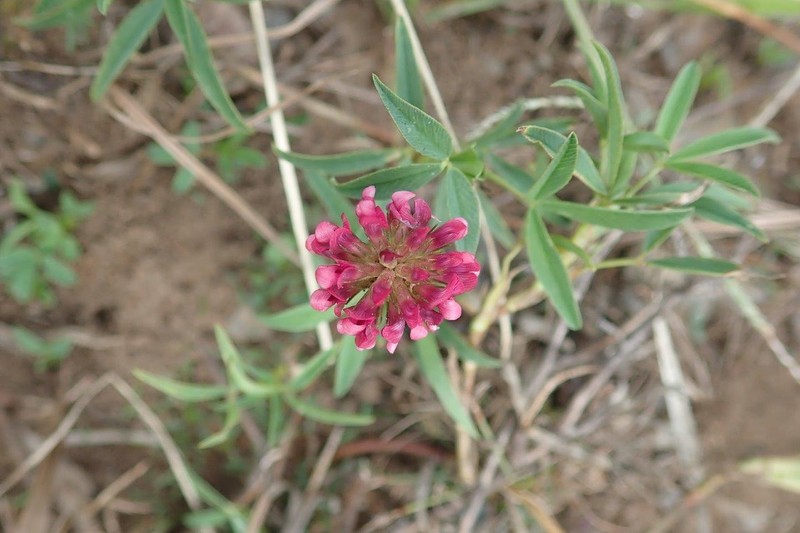 Trifolium africanum var. lydenburgense photo 2