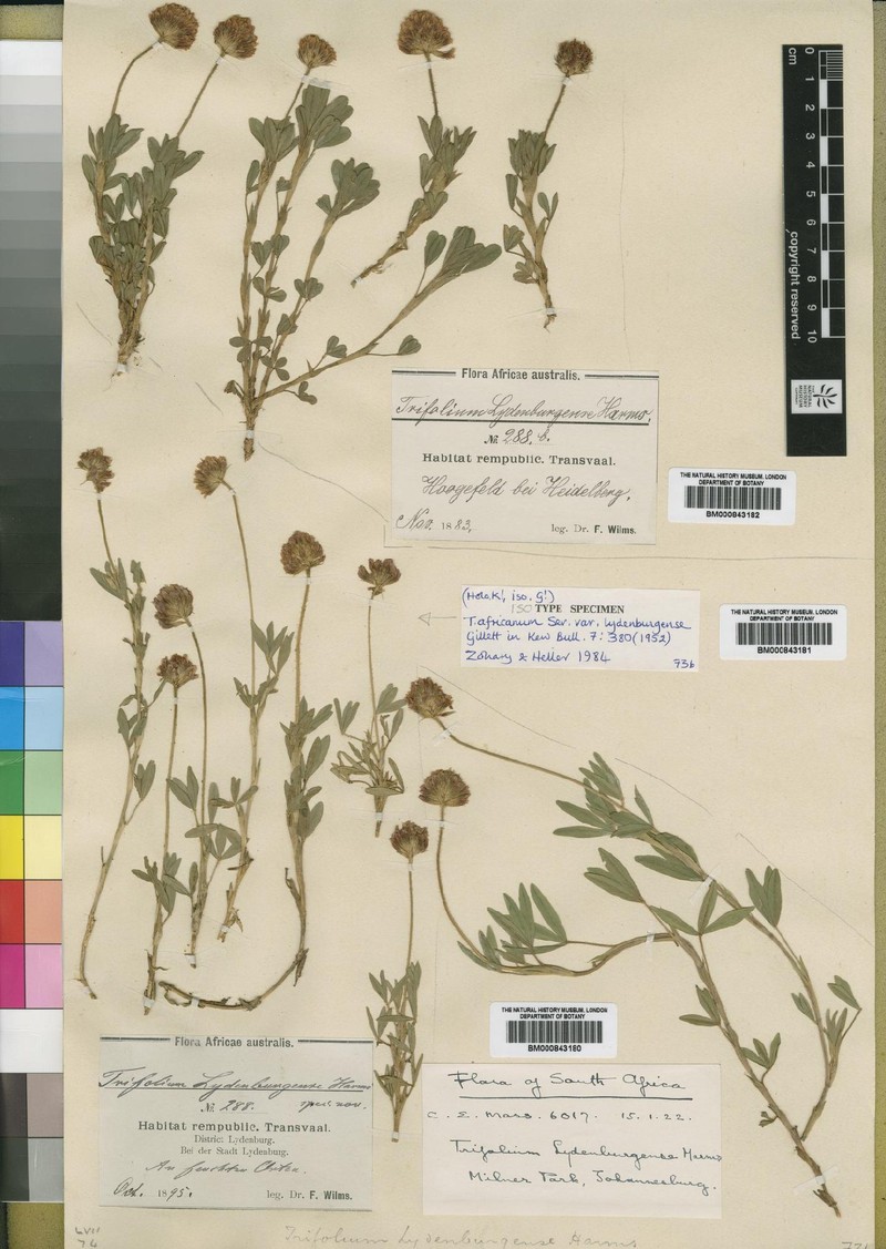Trifolium africanum var. lydenburgense photo 4