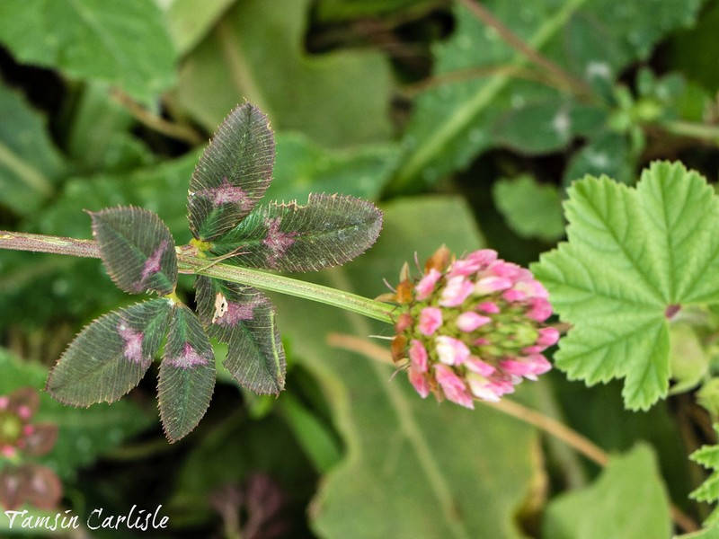 Trifolium aintabense photo 2