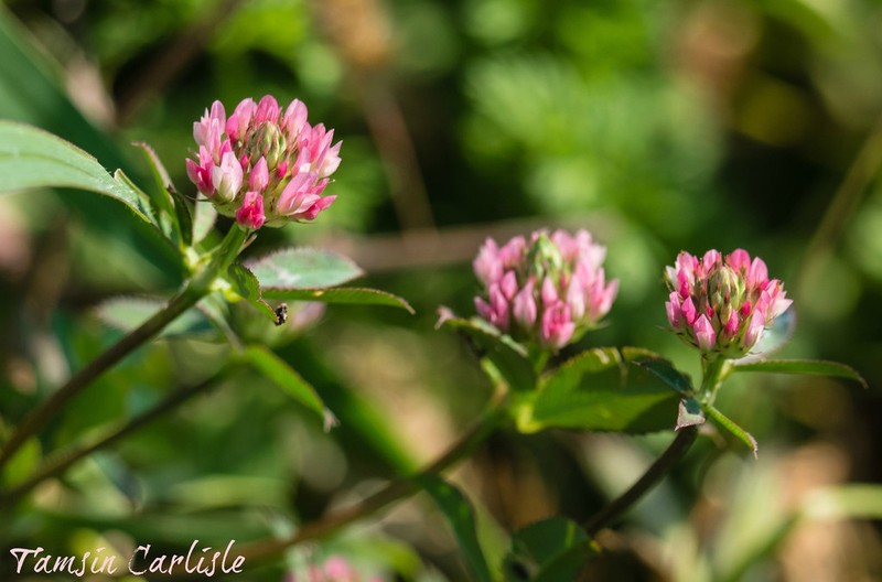 Trifolium aintabense photo 3