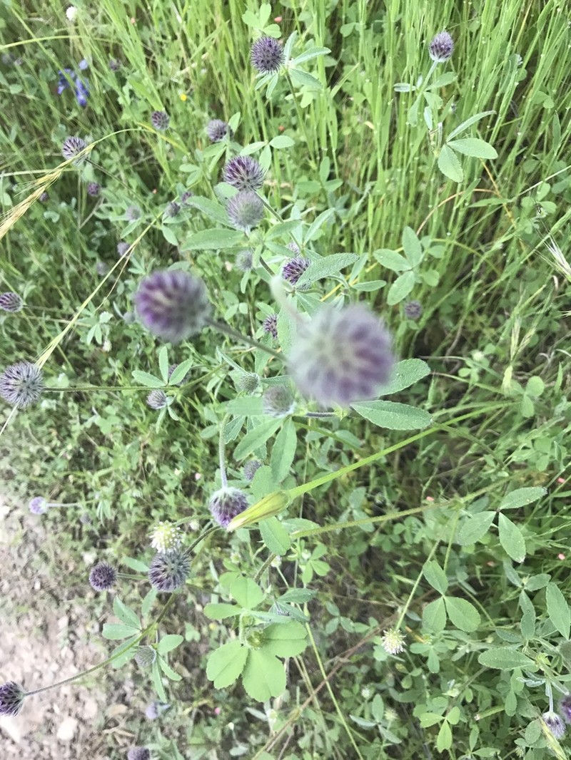 Rancheria Clover photo 3
