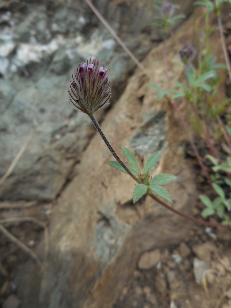 Rancheria Clover photo 4
