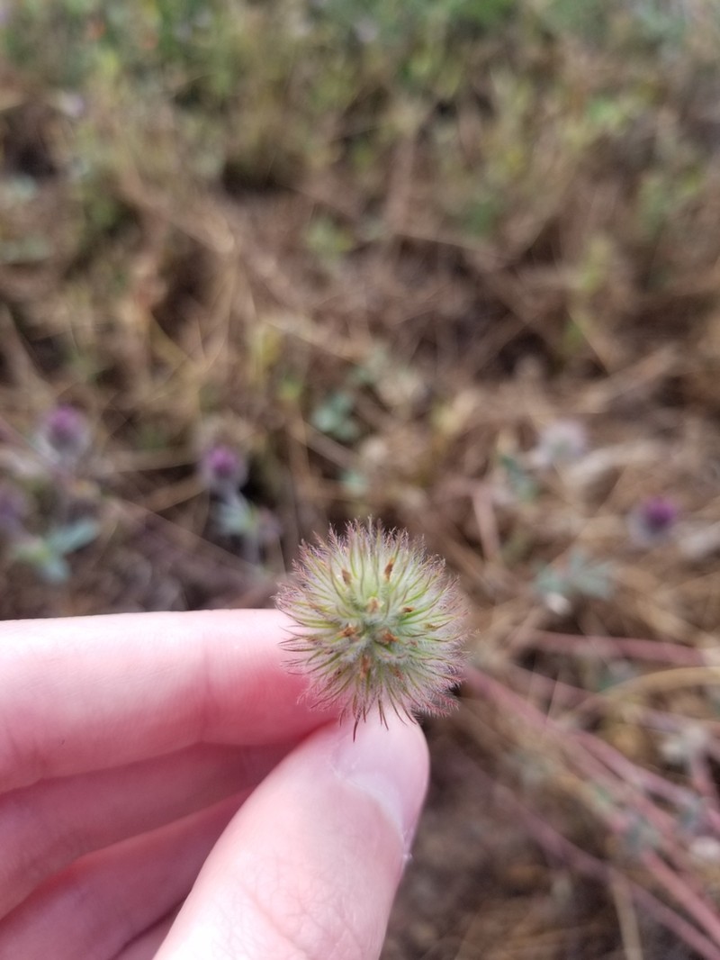 Rancheria Clover photo 5