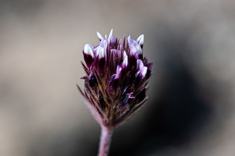 Rancheria Clover photo 6