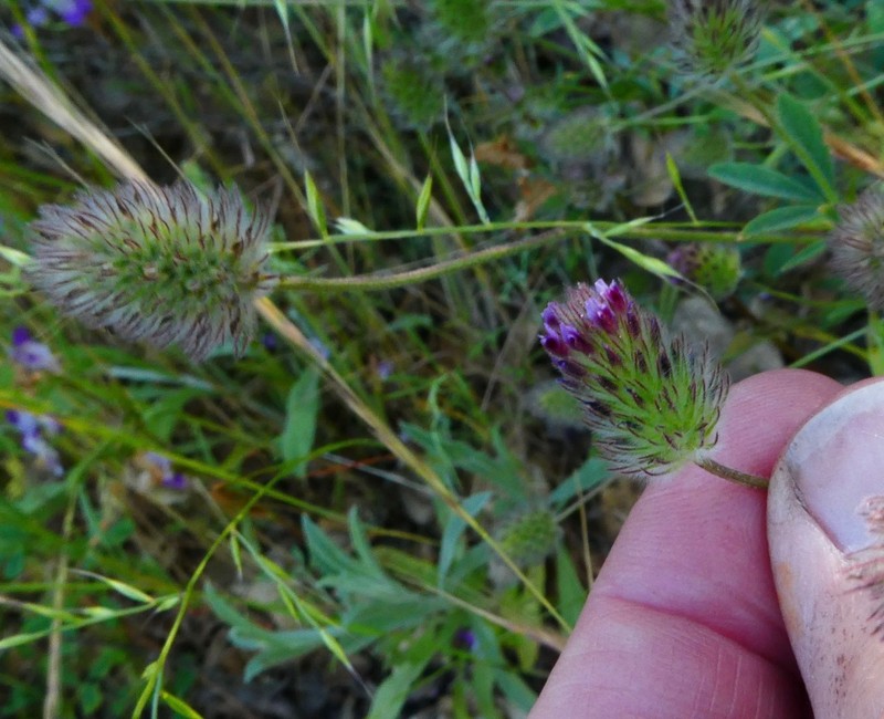 Rancheria Clover photo 7