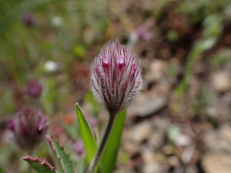 Rancheria Clover photo 8