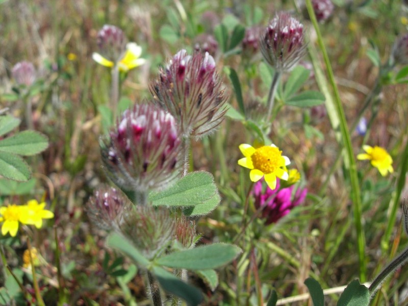 Rancheria Clover