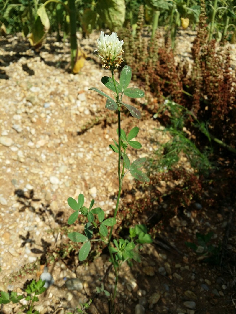 Egyptian Clover photo 4