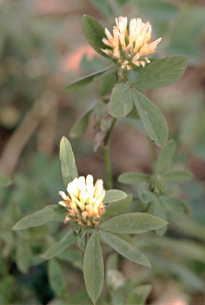 Egyptian Clover