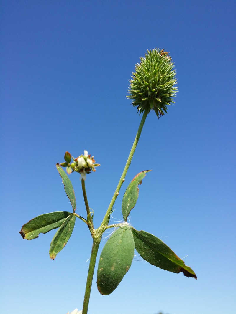 Egyptian Clover photo 2