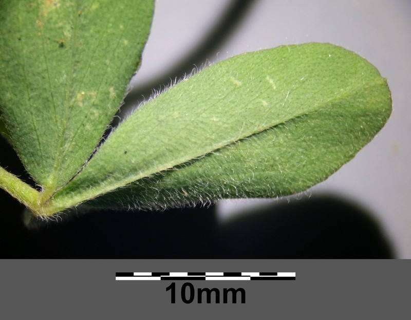 Egyptian Clover photo 3