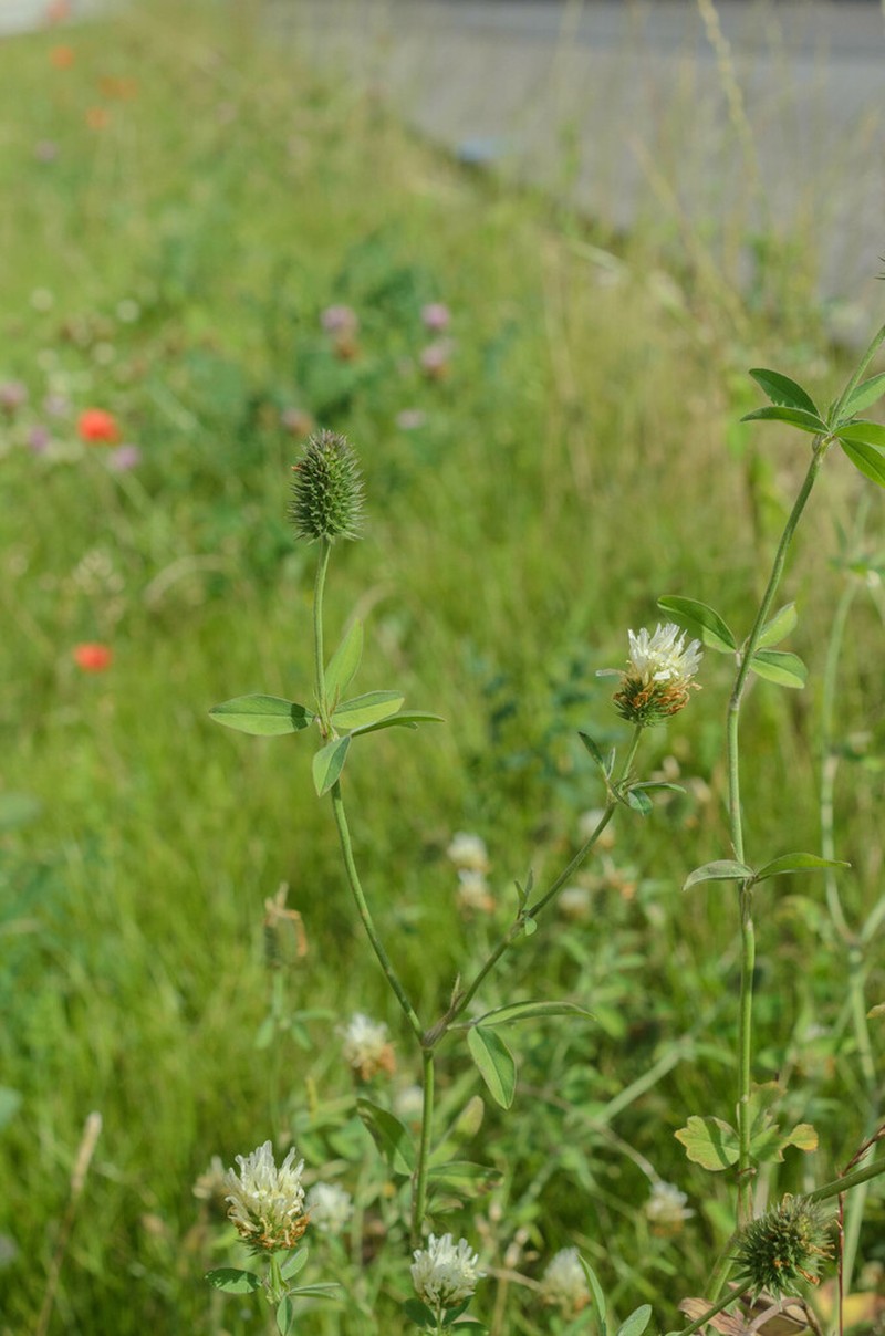 Egyptian Clover photo 3