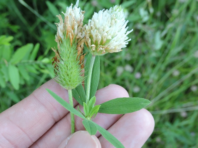 Egyptian Clover photo 4