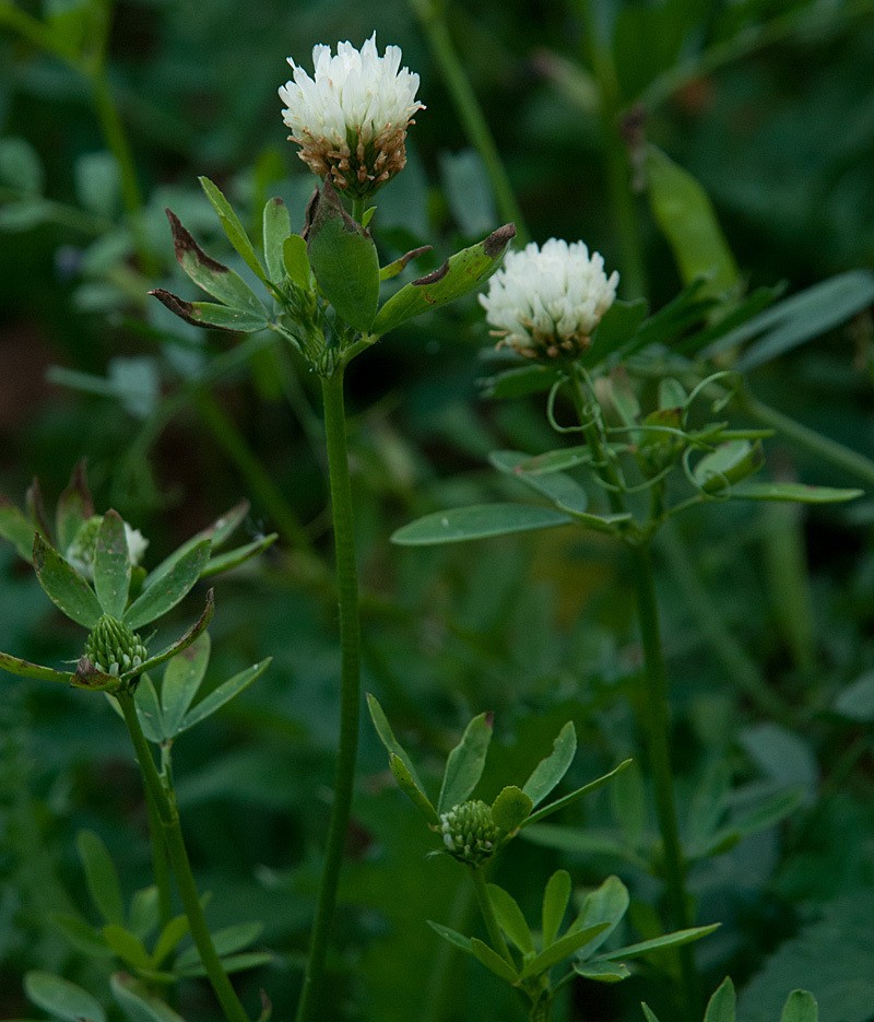 Egyptian Clover photo 5