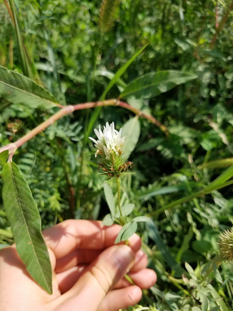 Egyptian Clover photo 6