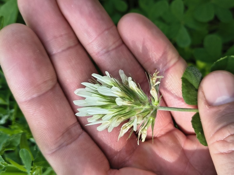 Egyptian Clover photo 7