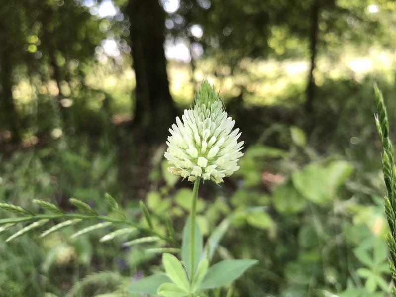 Egyptian Clover photo 8
