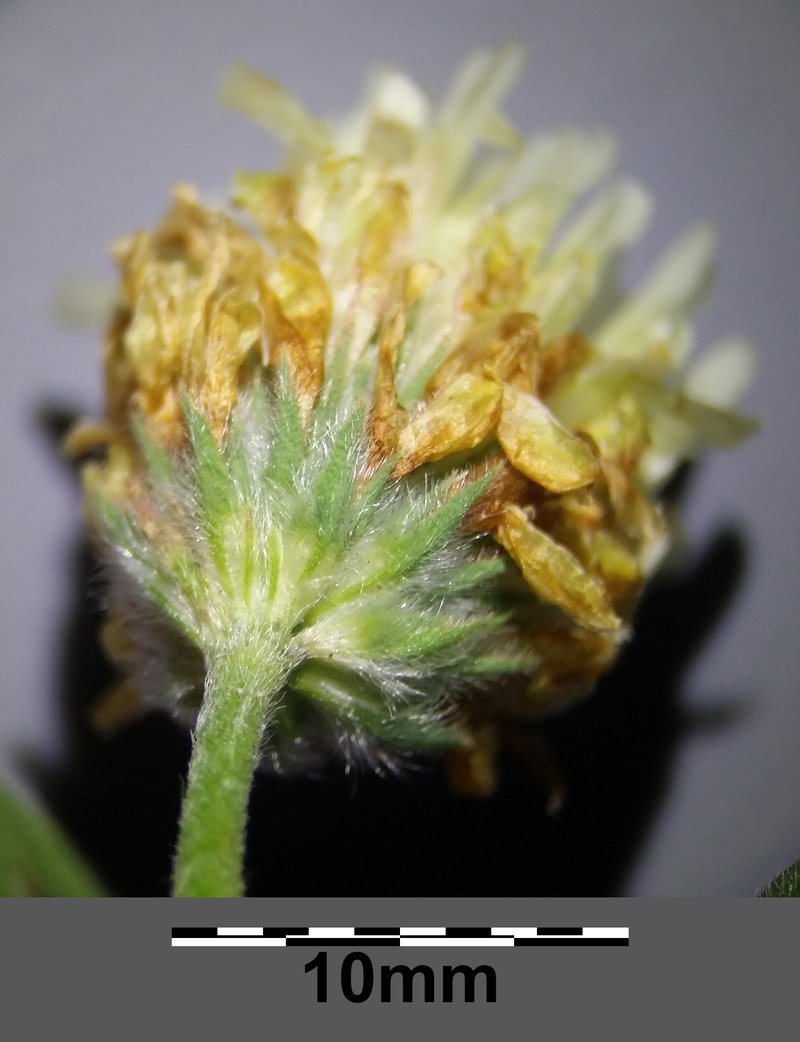 Egyptian Clover photo 6