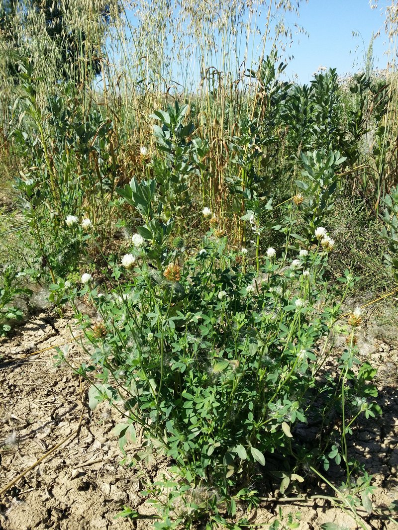 Egyptian Clover photo 7