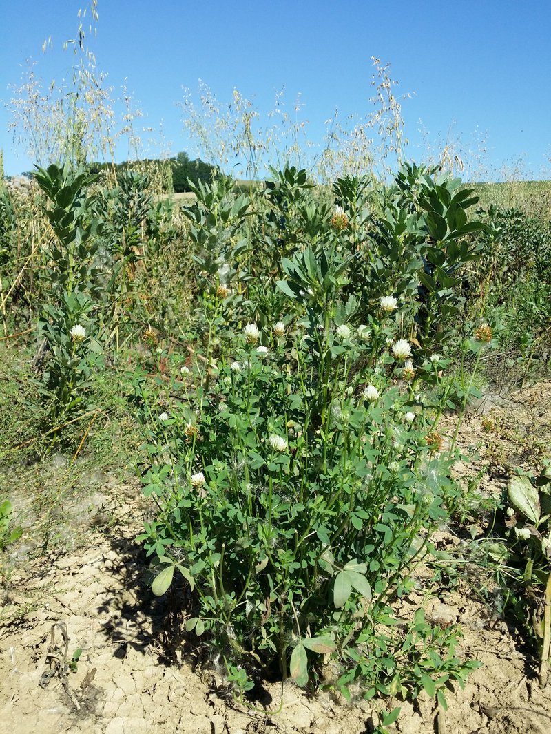 Egyptian Clover photo 8