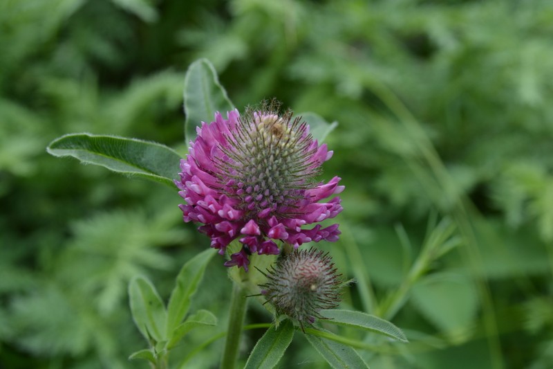 Owl-Head Clover photo 5