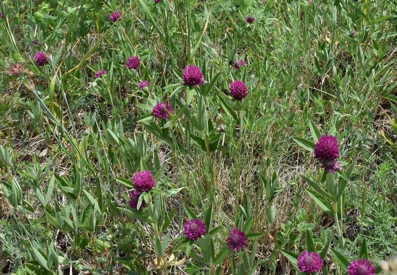 Owl-Head Clover photo 6