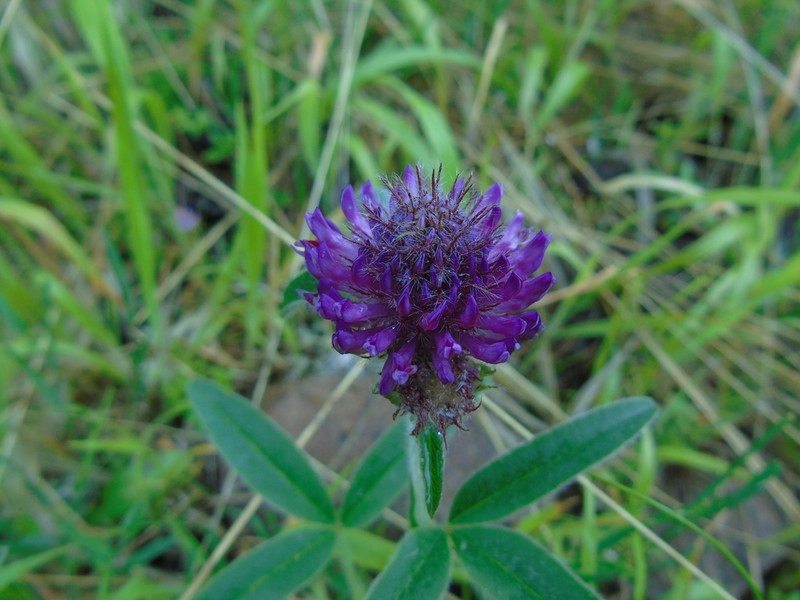 Owl-Head Clover photo 7