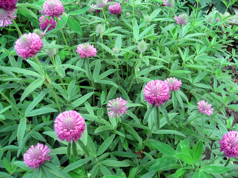 Owl-Head Clover