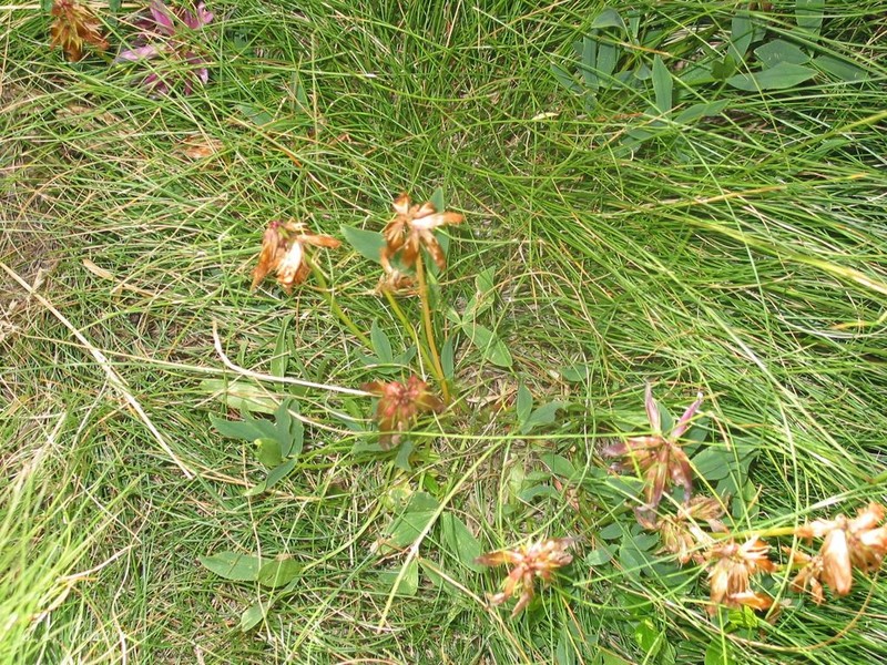 Alpine Clover