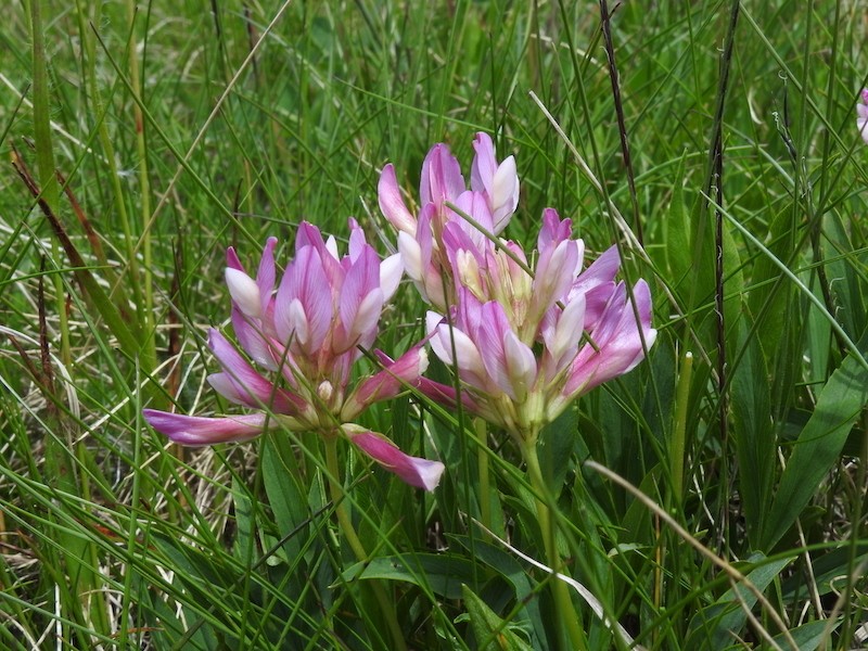 Alpine Clover photo 2