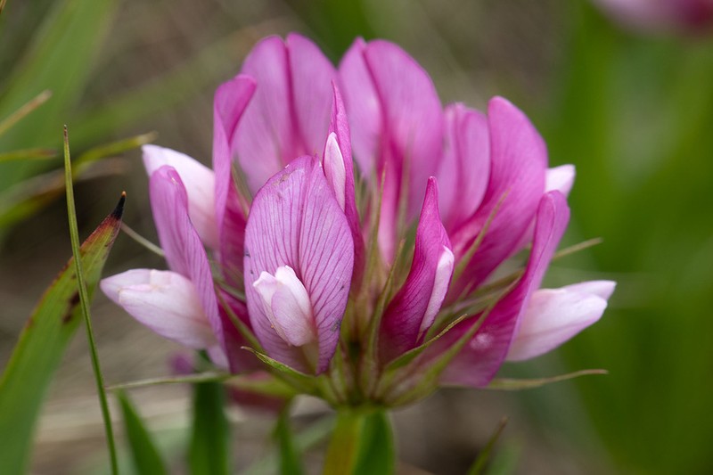 Alpine Clover photo 3