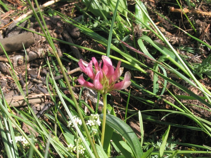 Alpine Clover photo 4