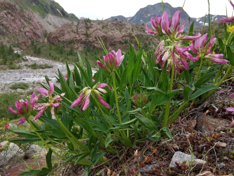 Alpine Clover photo 5