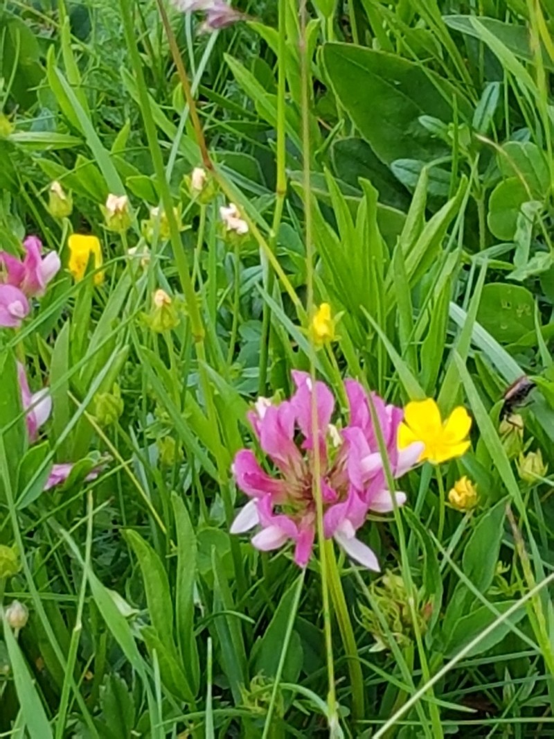 Alpine Clover photo 6