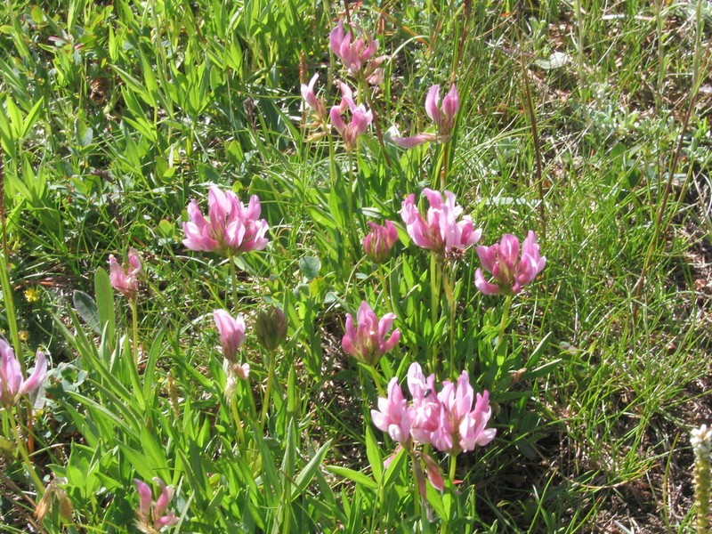 Alpine Clover photo 7