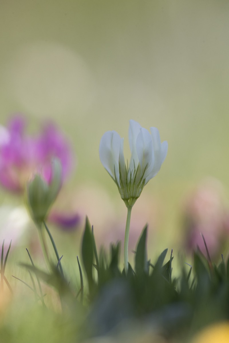 Alpine Clover photo 8