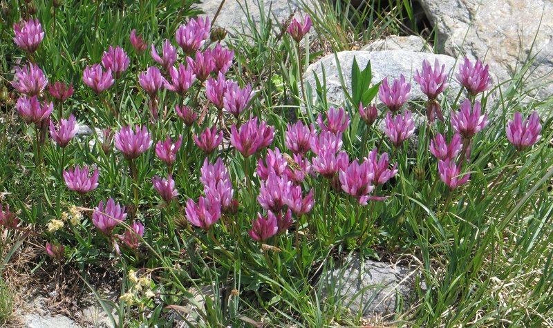 Alpine Clover
