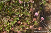 Aztec Clover