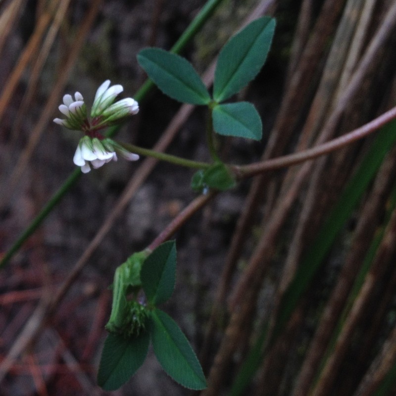 Aztec Clover photo 2