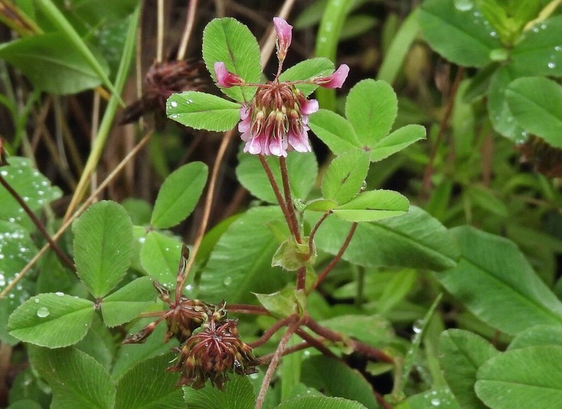 Aztec Clover photo 3